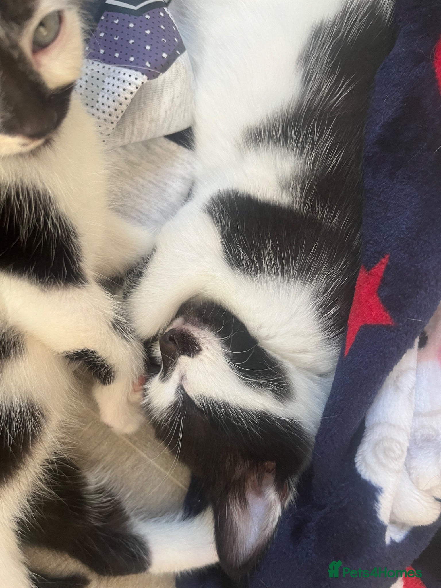 Mixed Breed cats Female kittens - Advert 15