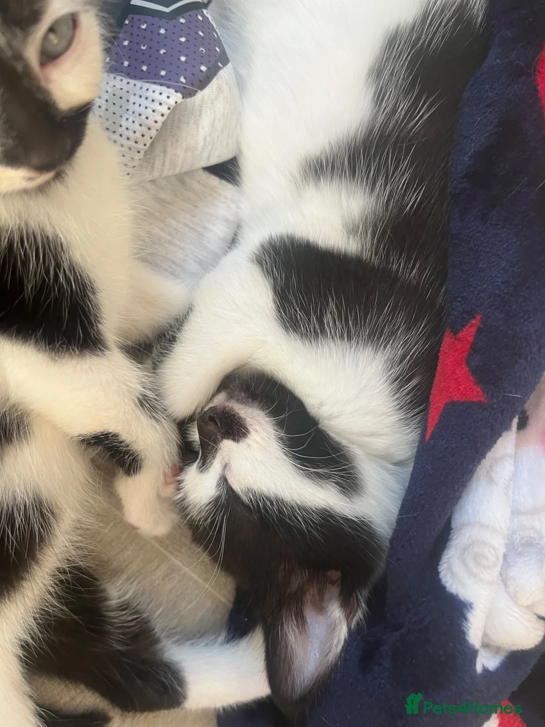 Mixed Breed cats for sale: Female kittens in Didcot - Advert 2