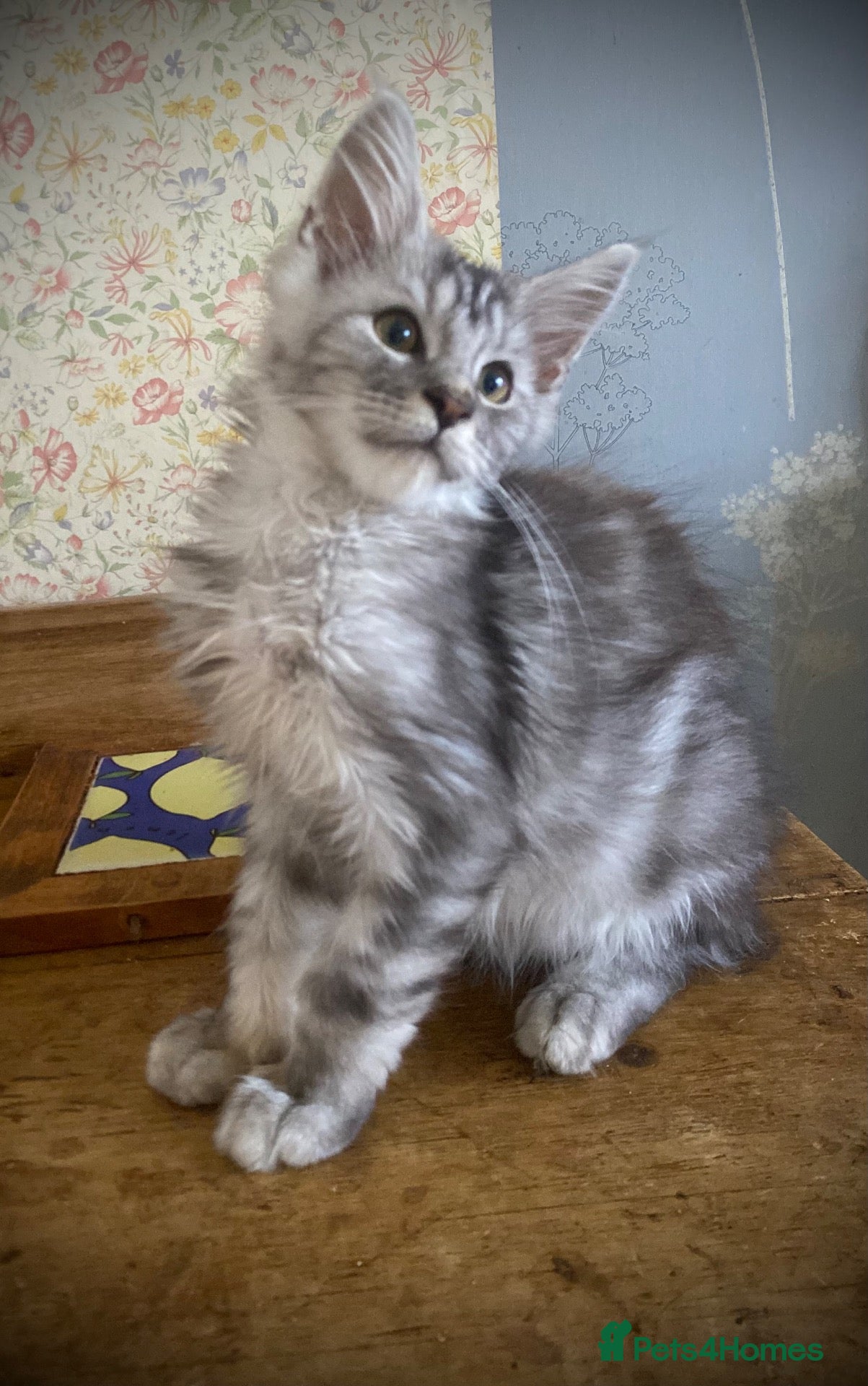 Maine Coon cats Full Russian lines Coon kittens Registered Parents - Advert 1