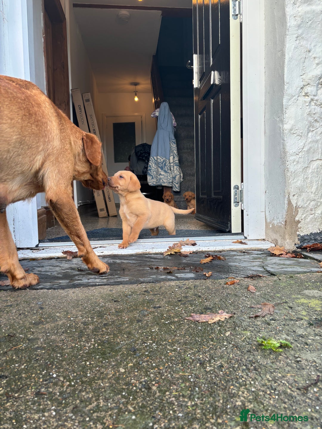 Labrador Retriever dogs for sale: KC Registered Litter of 9 fox red Labrador Puppies - Advert 22