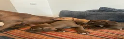 American Bull Staffy dogs for sale: 100% American Bull Staff Puppies for Sale - Advert 3