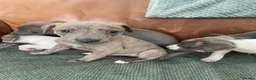 Whippet dogs for sale: Stunning Litter of KC Whippet Puppies - Advert 6