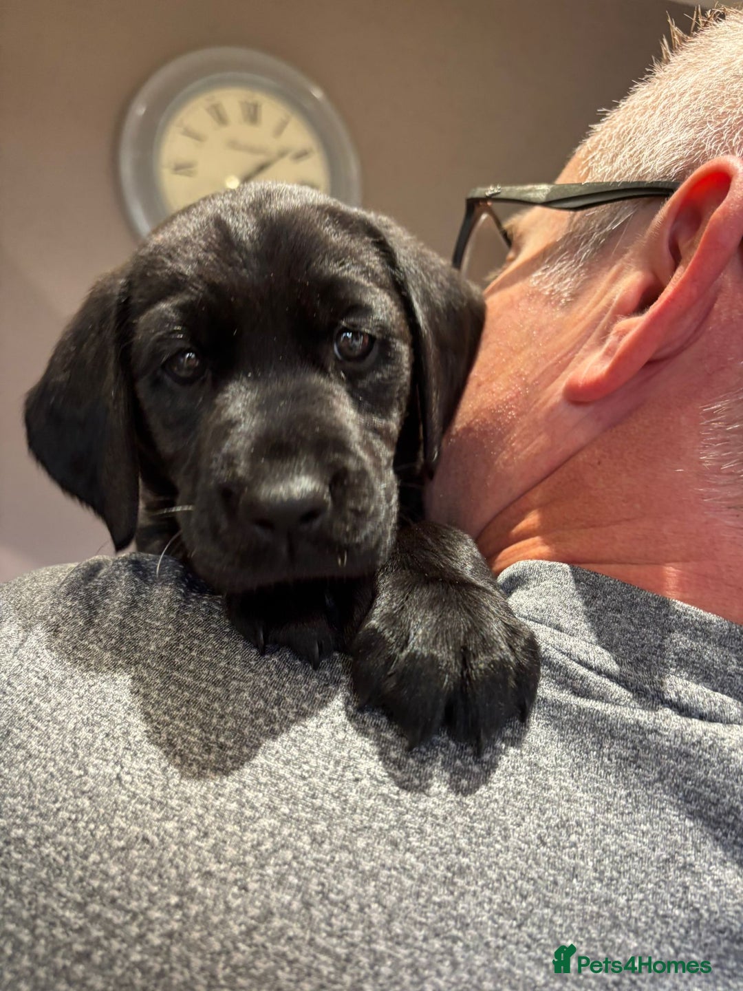 Labrador Retriever dogs for sale: Stunning K.C. Reg. Black Labrador Puppies - Image 12