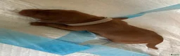 Labrador Retriever dogs for sale: American Fox Red labrador - Advert 10