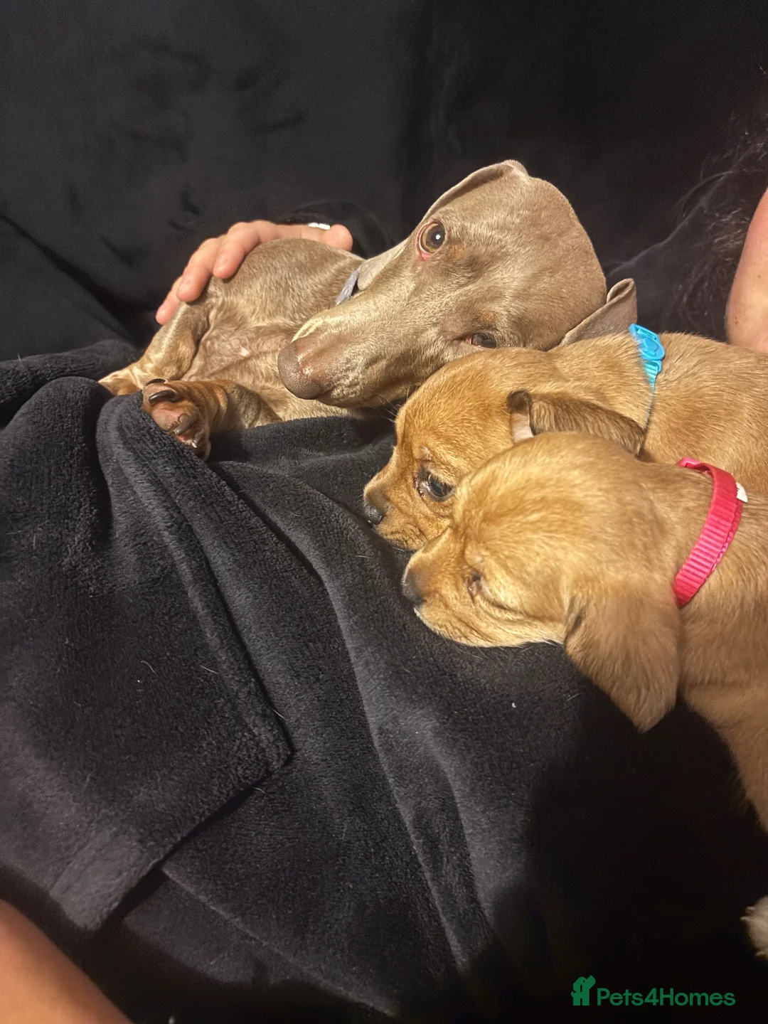 Mixed Breed dogs for sale: Mauxie  - Advert 2