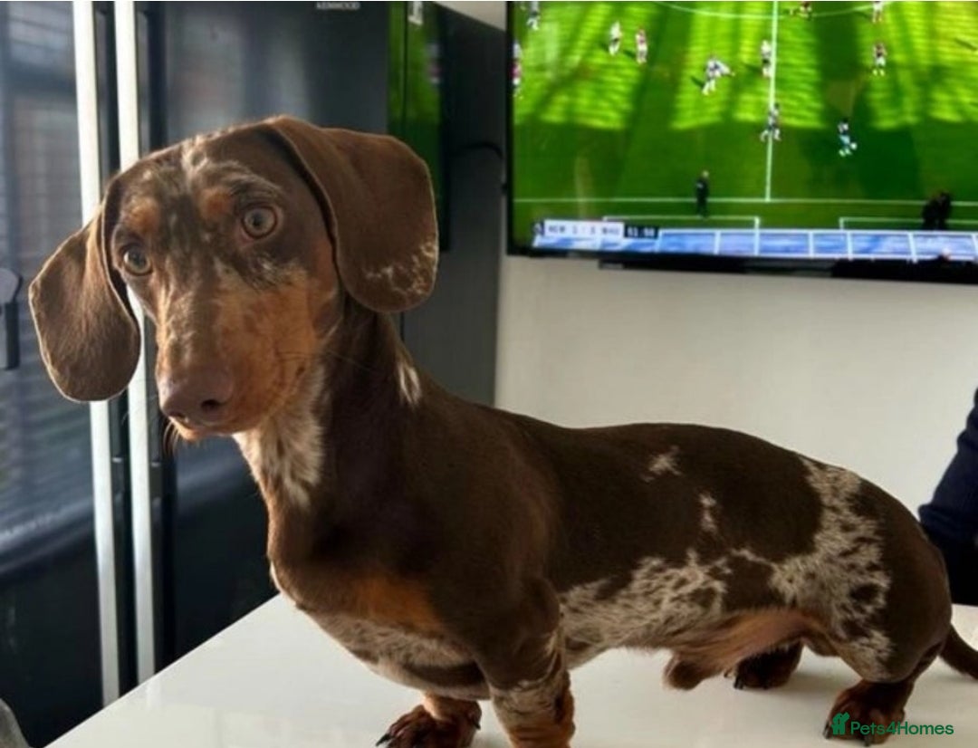 Dachshund dogs for sale: Miniature dauchaund  - Image 16