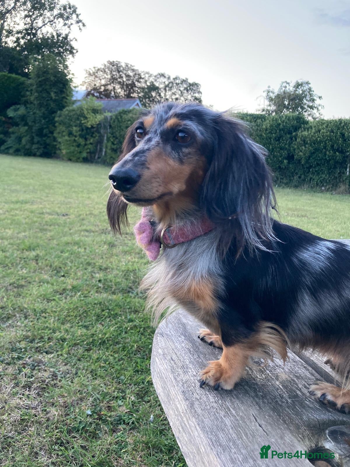Miniature Dachshund dogs 🌟🐶KC Long-Haired Miniature Dachshund Puppies🐶🌟 - Advert 5