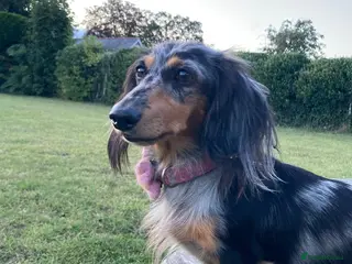 Miniature Dachshund dogs 🌟🐶KC Long-Haired Miniature Dachshund Puppies🐶🌟 - Advert 5
