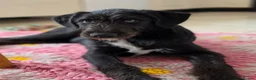 Mixed Breed dogs for sale: Beautiful family raised Husky x Springador Puppies - Advert 12