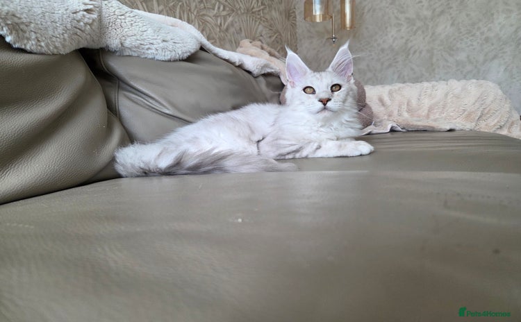 Maine Coon cats - Advert 2