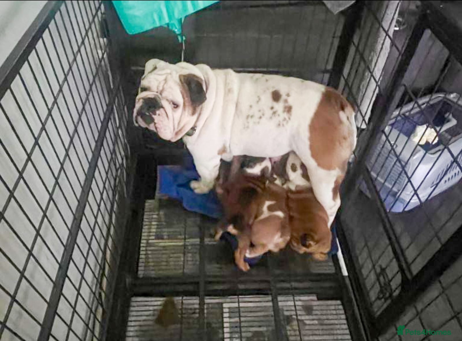 English Bulldog dogs Adorable English Bulldog Puppies - Advert 4