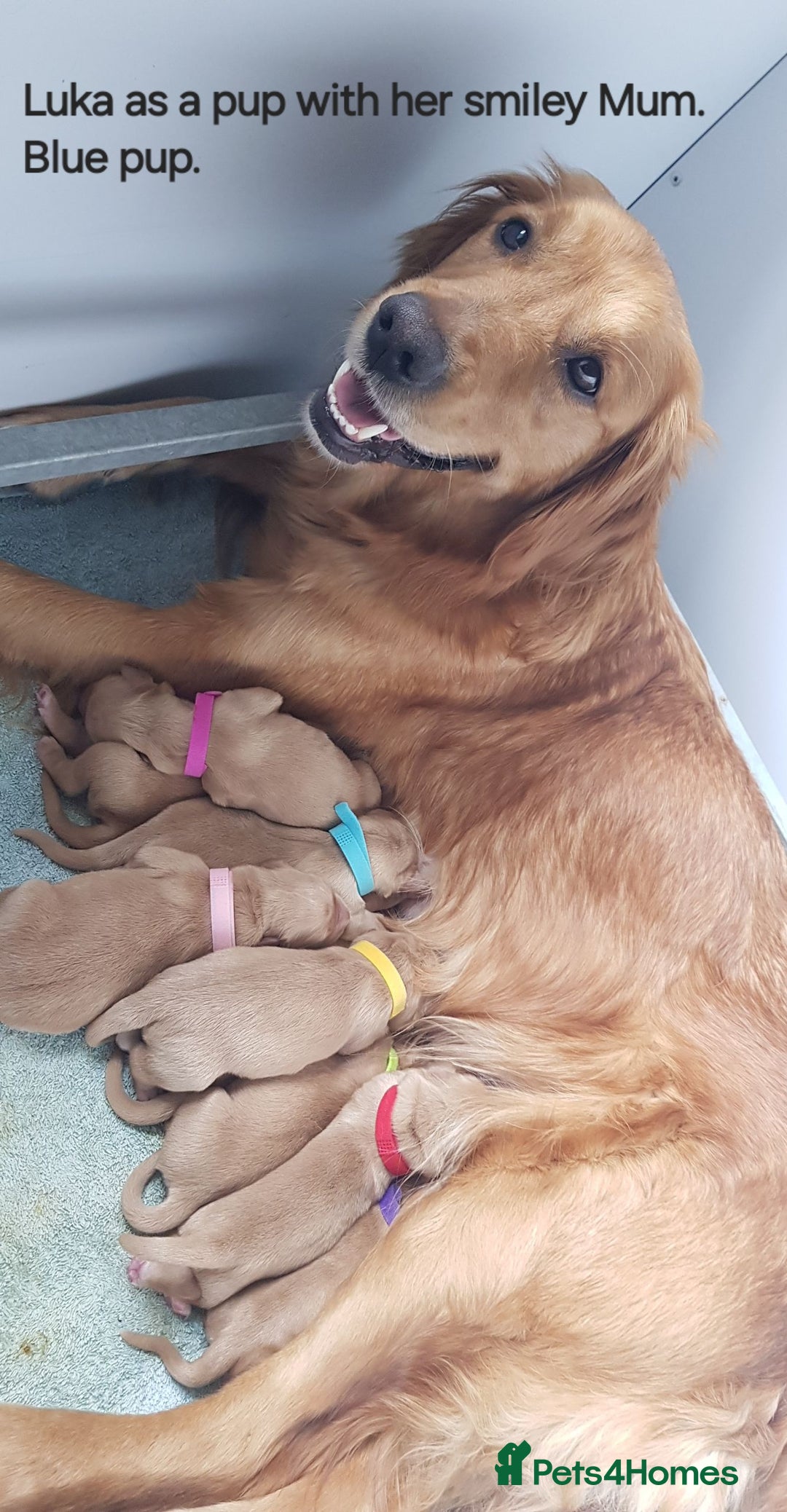 Goldendoodle dogs for sale: Goldendoodles. Family pets - Advert 7