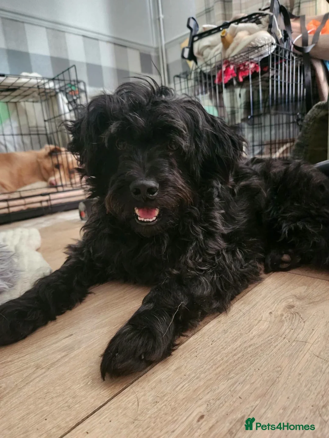 Mixed Breed dogs for adoption: 🐾 Meet Ben 🐾 - Advert 1
