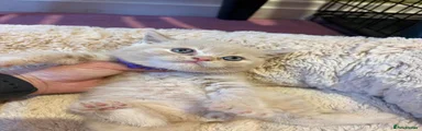 British Shorthair Kitten 2