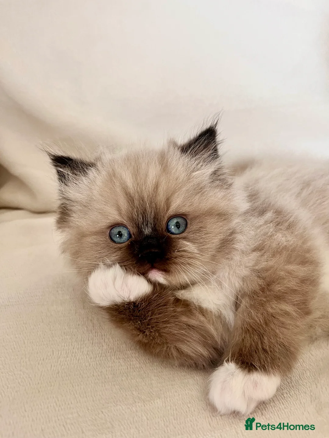 Ragdoll cats for sale: Four beautiful Ragdoll x Persian kittens available - Advert 2