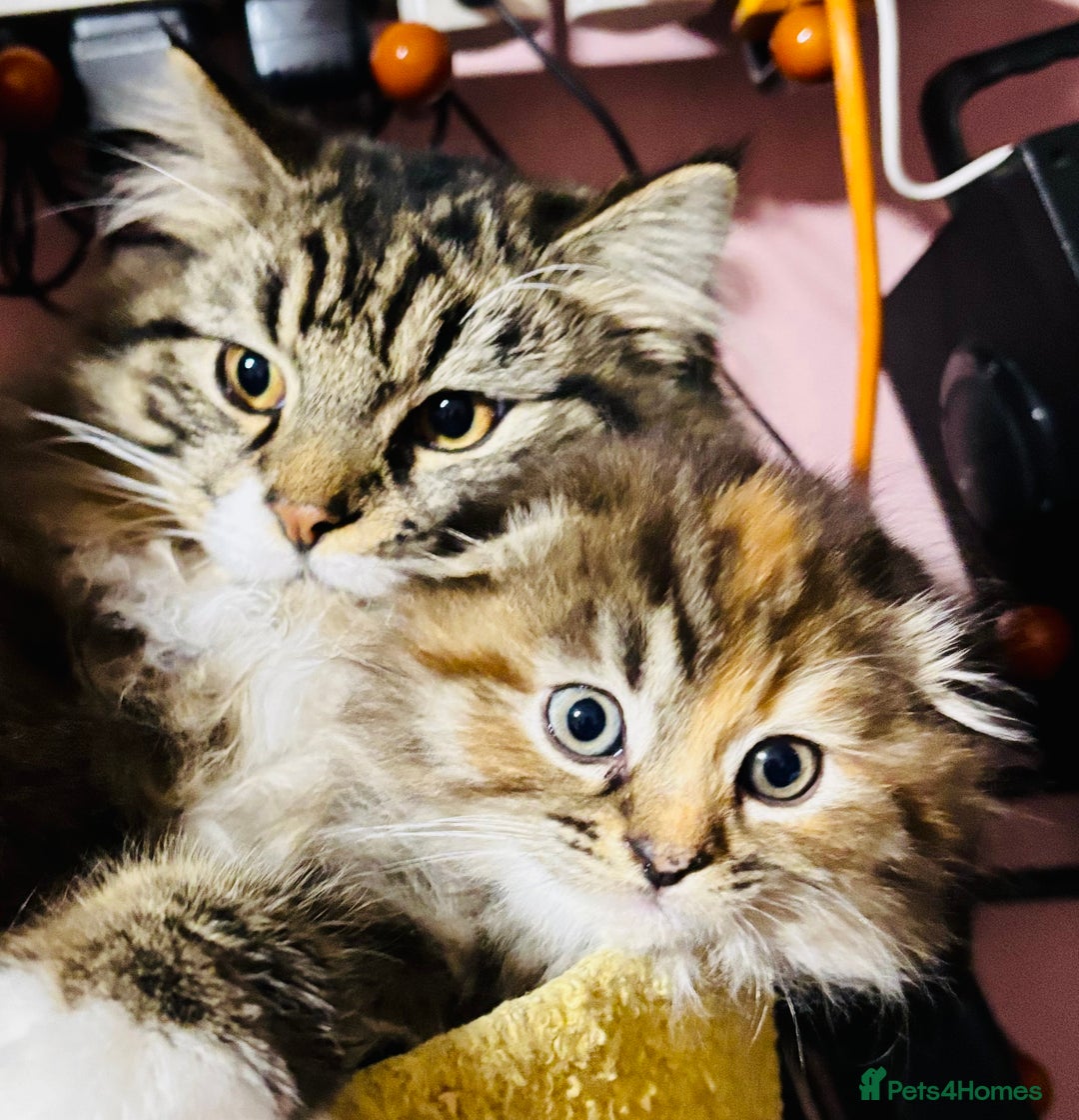 Scottish Fold cats for sale: Scotich fold long hair  - Image 11