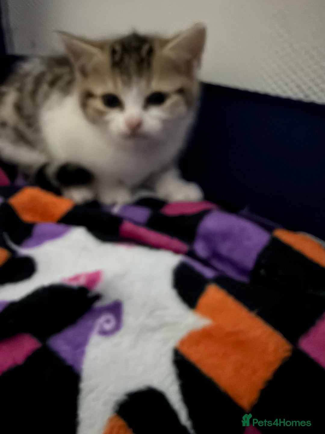 Mixed Breed cats for sale: 5 kittens needing loving home  - Advert 16