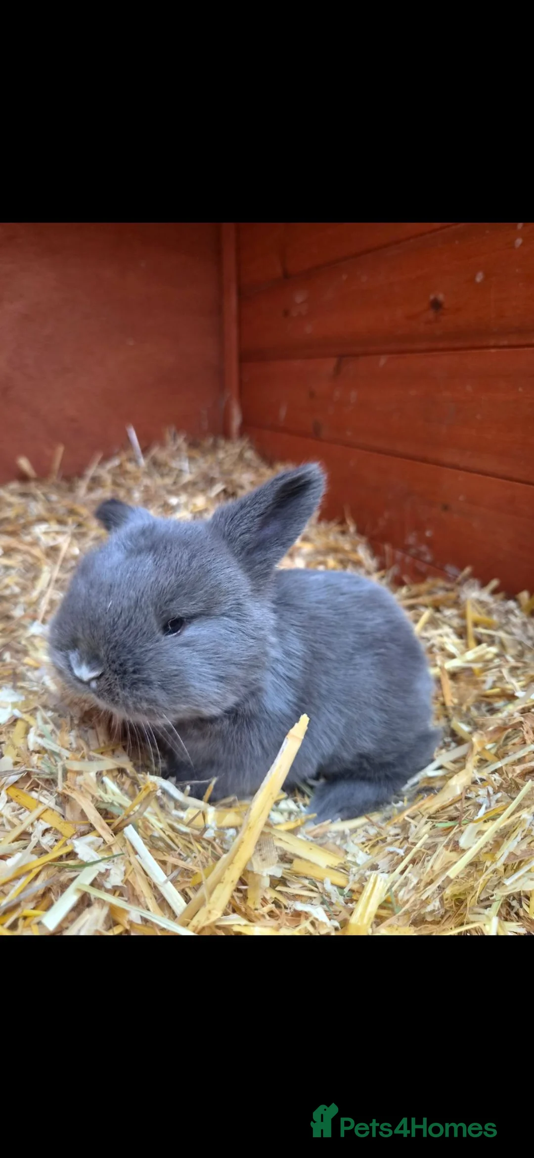 Mini Lion Lop rabbits for sale: Beautiful blue plush mini lion lop in Manchester - Advert 1