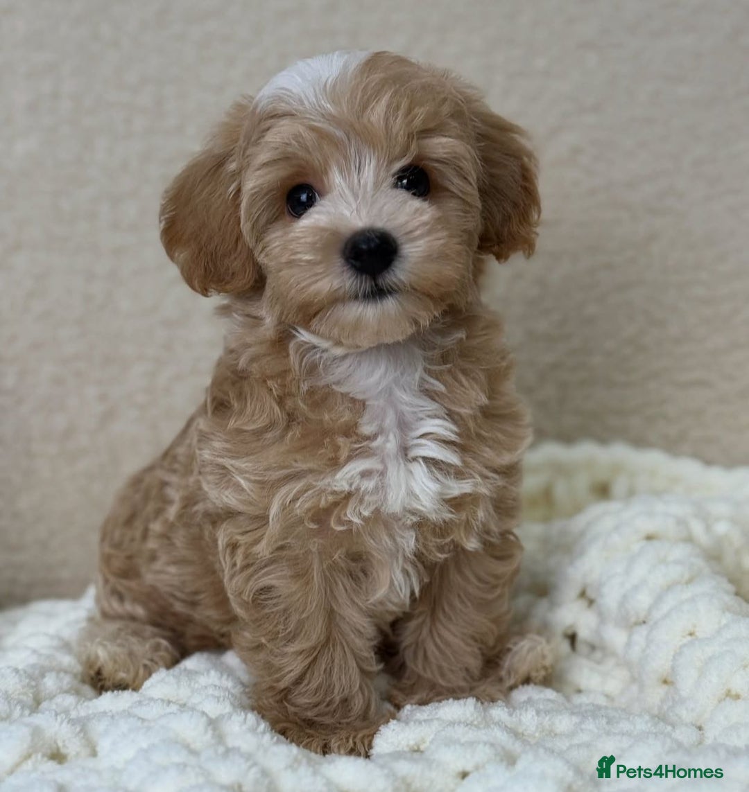 Maltipoo dogs for sale: Beautiful Maltipoo Toy Puppies - Image 6