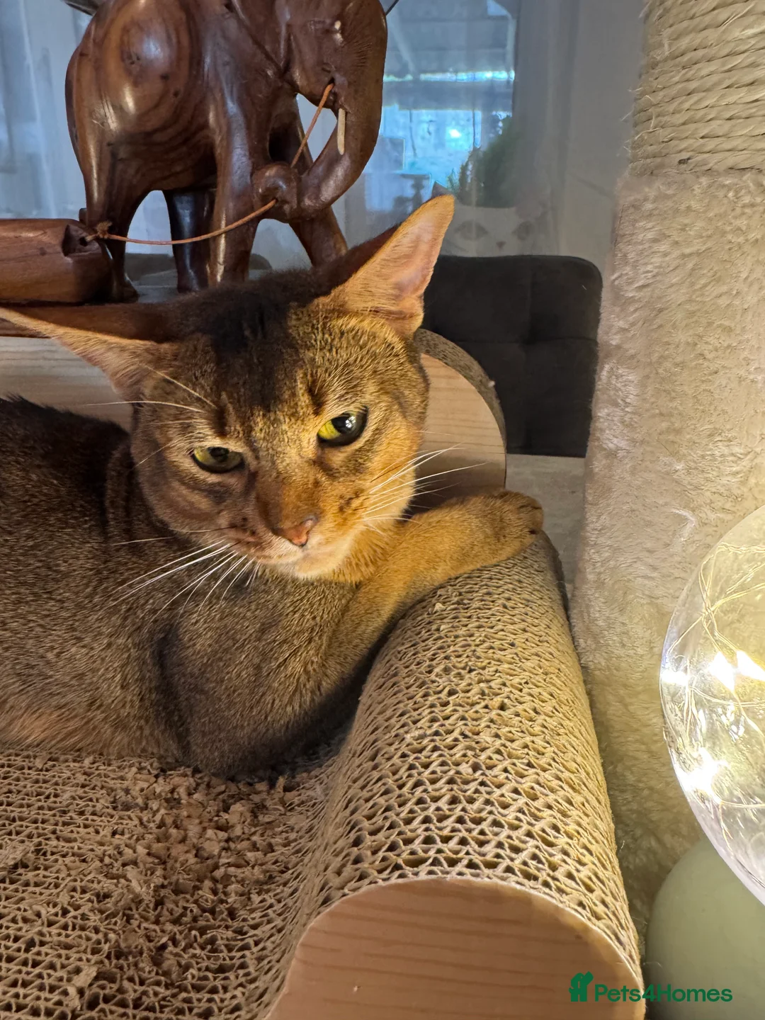 Abyssinian cats for stud: Champion Abyssinian. Tica registered for Stud - Advert 14