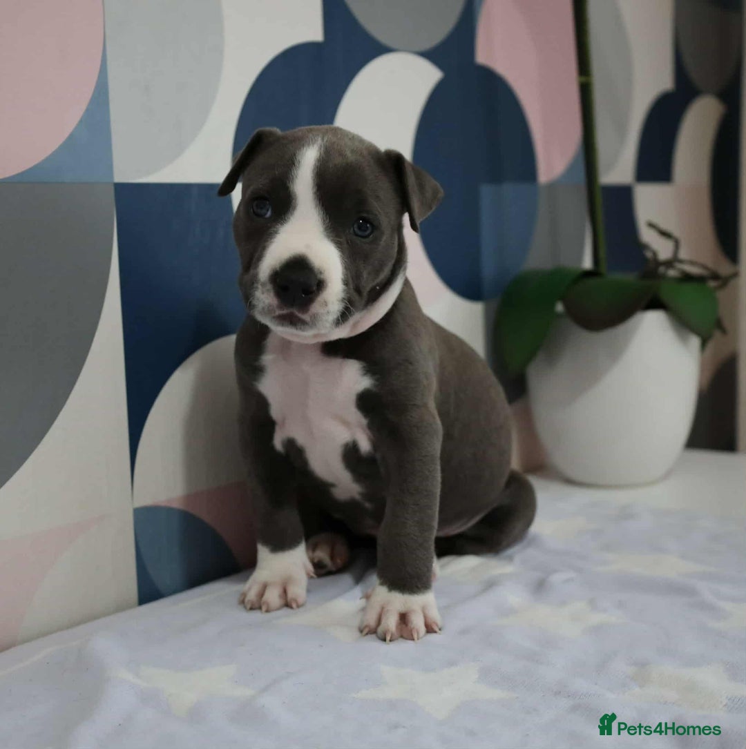 American Bull Staffy dogs for sale: American blue staffy female  - Image 2