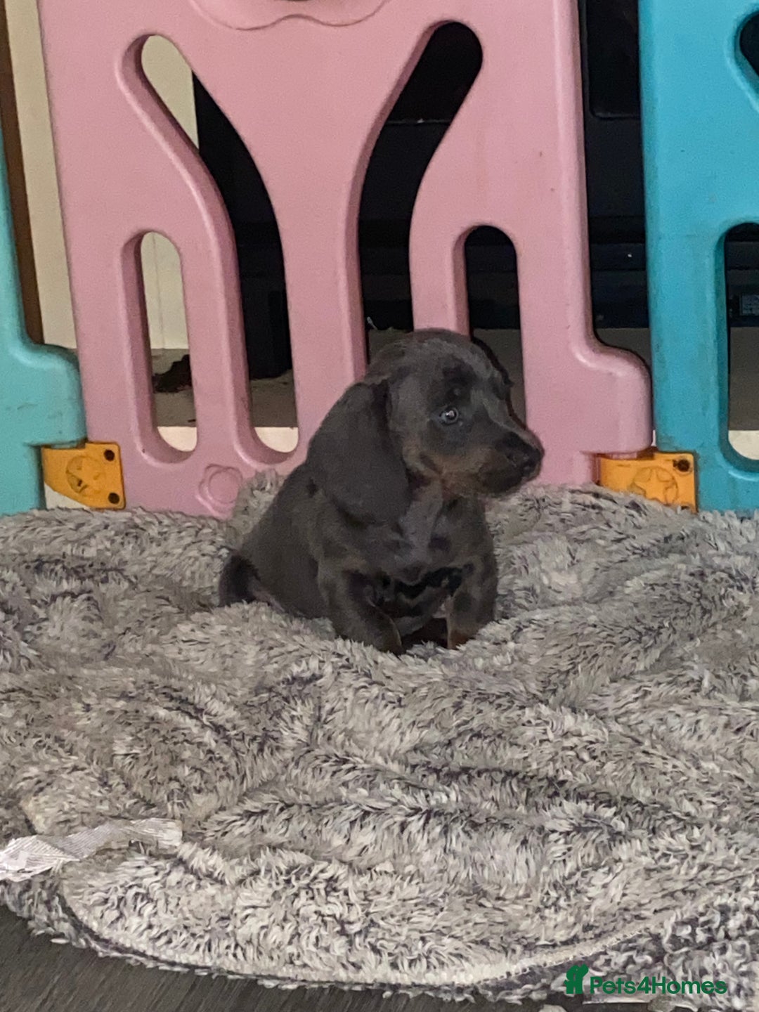 Dachshund dogs for sale:  dachshunds puppies  - Advert 15