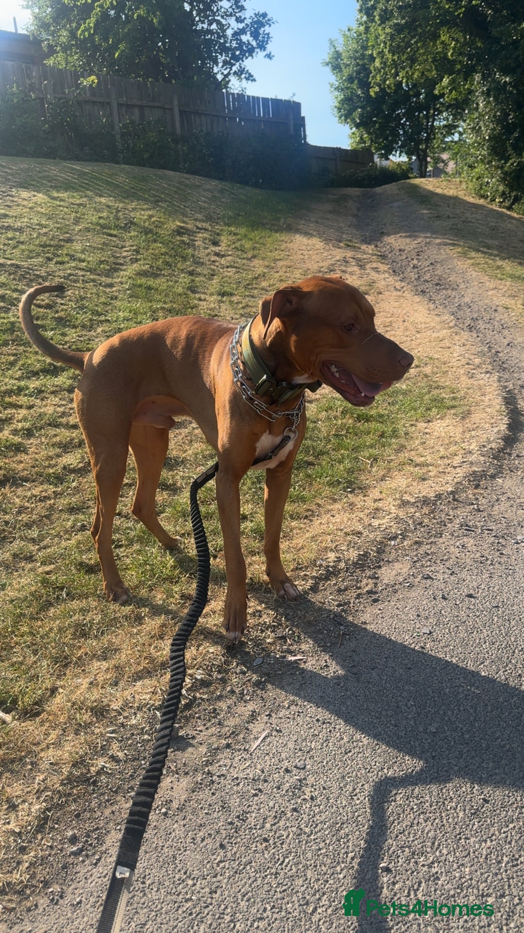 Mixed Breed dogs for sale: 2 Year Old Doberman cross American Bully - Advert 5