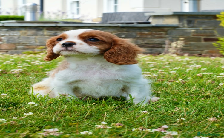Cavalier King Charles Spaniel dogs - Advert 5
