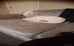 American Bulldog dogs for sale: Male puppy - Image 3