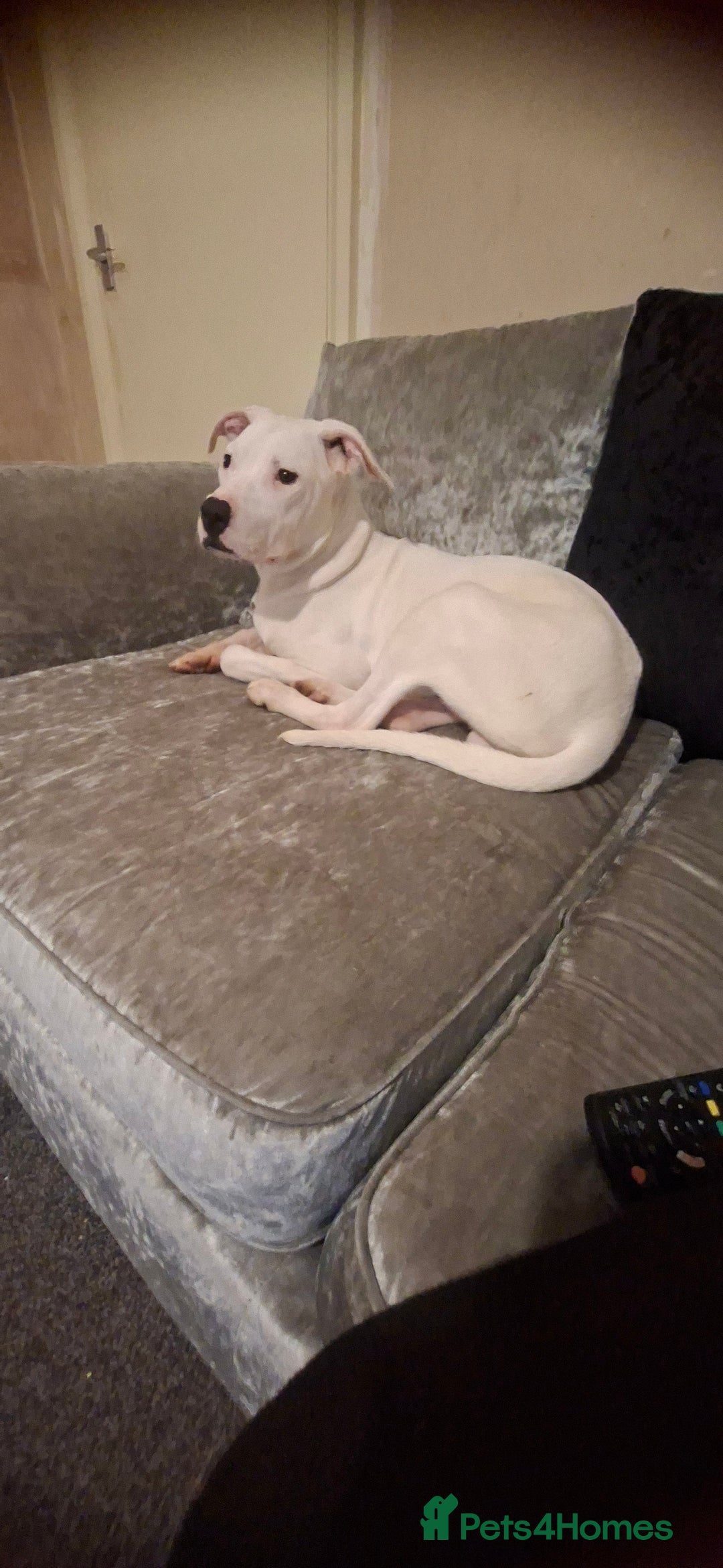 American Bulldog dogs for sale: Male puppy - Image 3