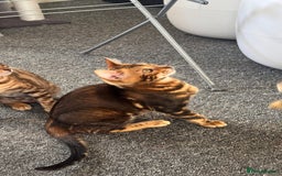 Bengal cats for sale: Bengal TICA pure line blood tiger’d and rosette’d - Image 6