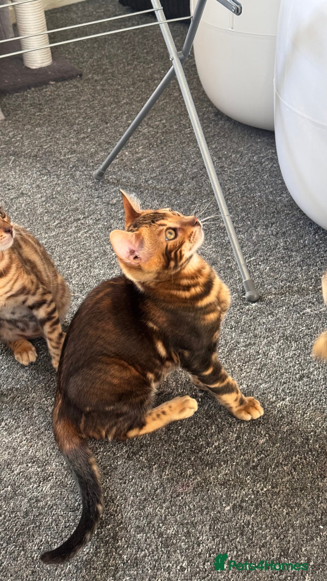 Bengal cats for sale: Bengal TICA pure line blood tiger’d and rosette’d - Image 6