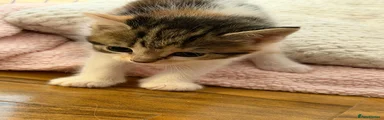 Maine Coon 2