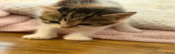 Maine Coon cats for sale: Beautiful Maine coon kittens  in Harlow - Advert 3