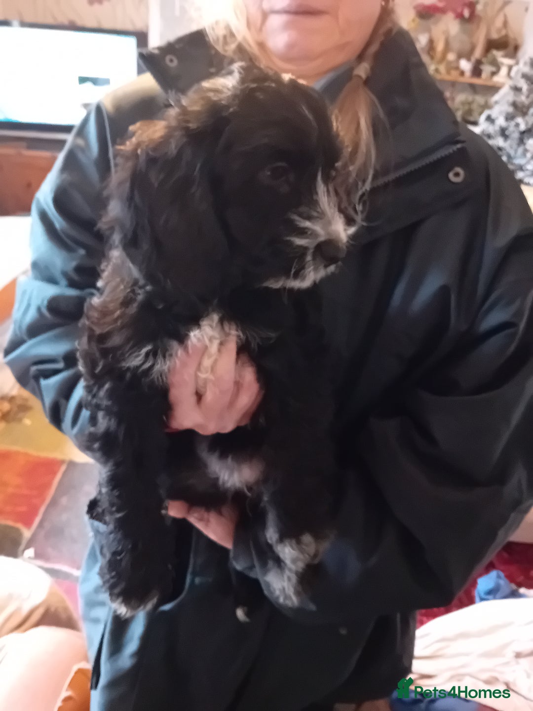 Cockapoo dogs for sale: Cocker × Cockapoo  - Advert 15