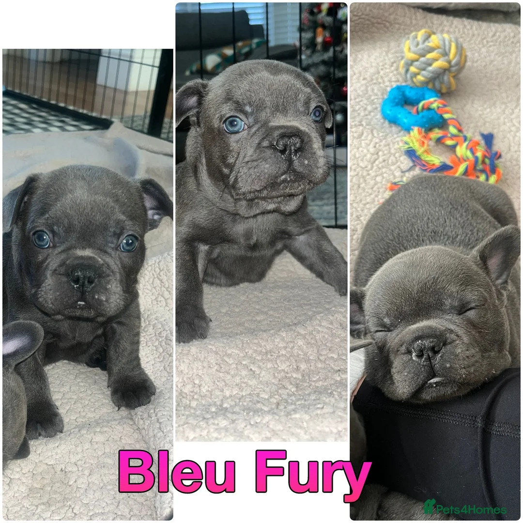 French Bulldog dogs for sale: Kc registered girl ready to go now - Advert 27
