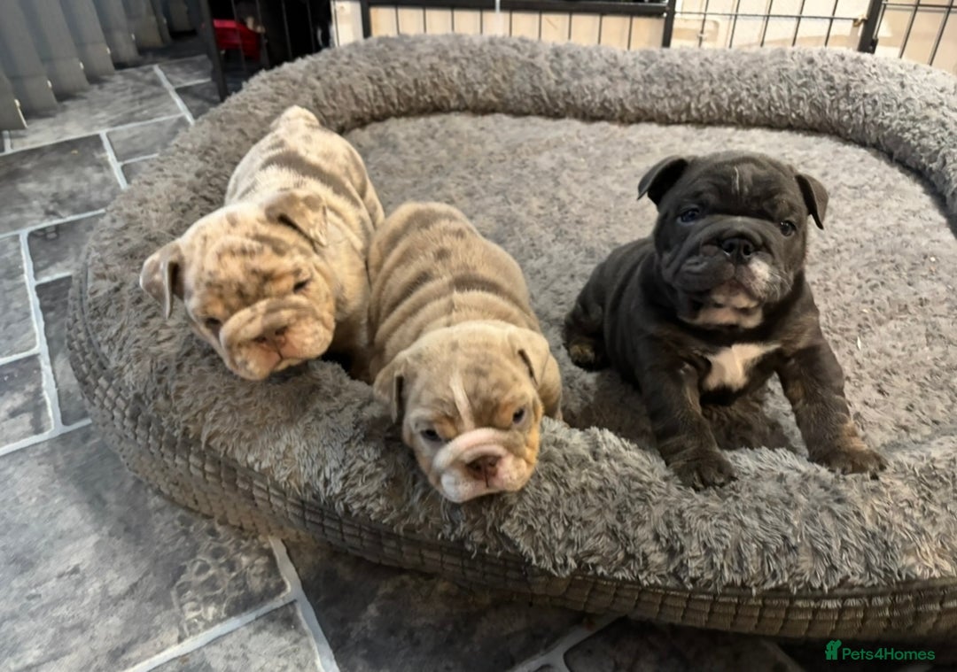 English Bulldog dogs for sale: Amazing quality British bulldog pups  - Advert 17