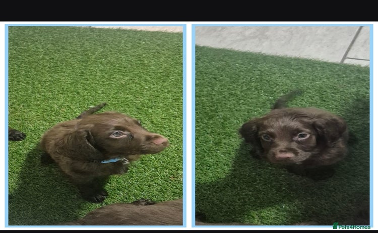 Cocker Spaniel dogs Working cocker puppies for sale - Advert 7