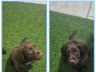 Cocker Spaniel dogs Working cocker puppies for sale - Advert 5