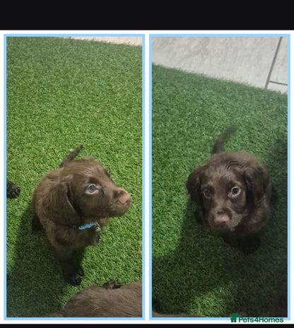 Cocker Spaniel dogs Working cocker puppies for sale - Advert 7
