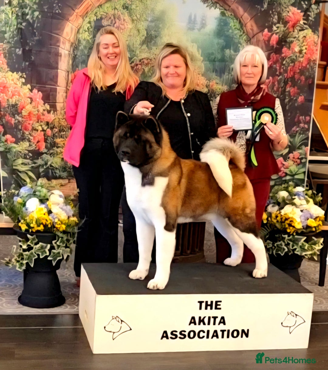 Akita dogs for sale: Beautiful Akita puppies - Image 2