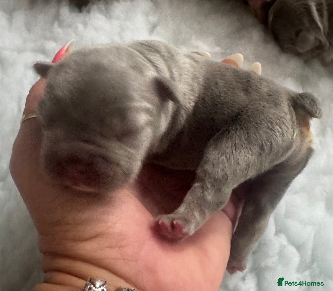 French Bulldog dogs for sale: Out standing french bulldogs merles carry fluffy - Advert 3