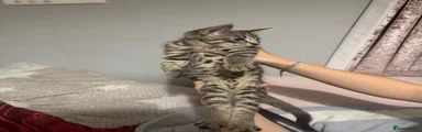 Tabby kitten 2