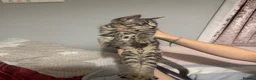 Mixed Breed cats for sale: Beautiful Male Kittens 🥰 in Dartford - Advert 17