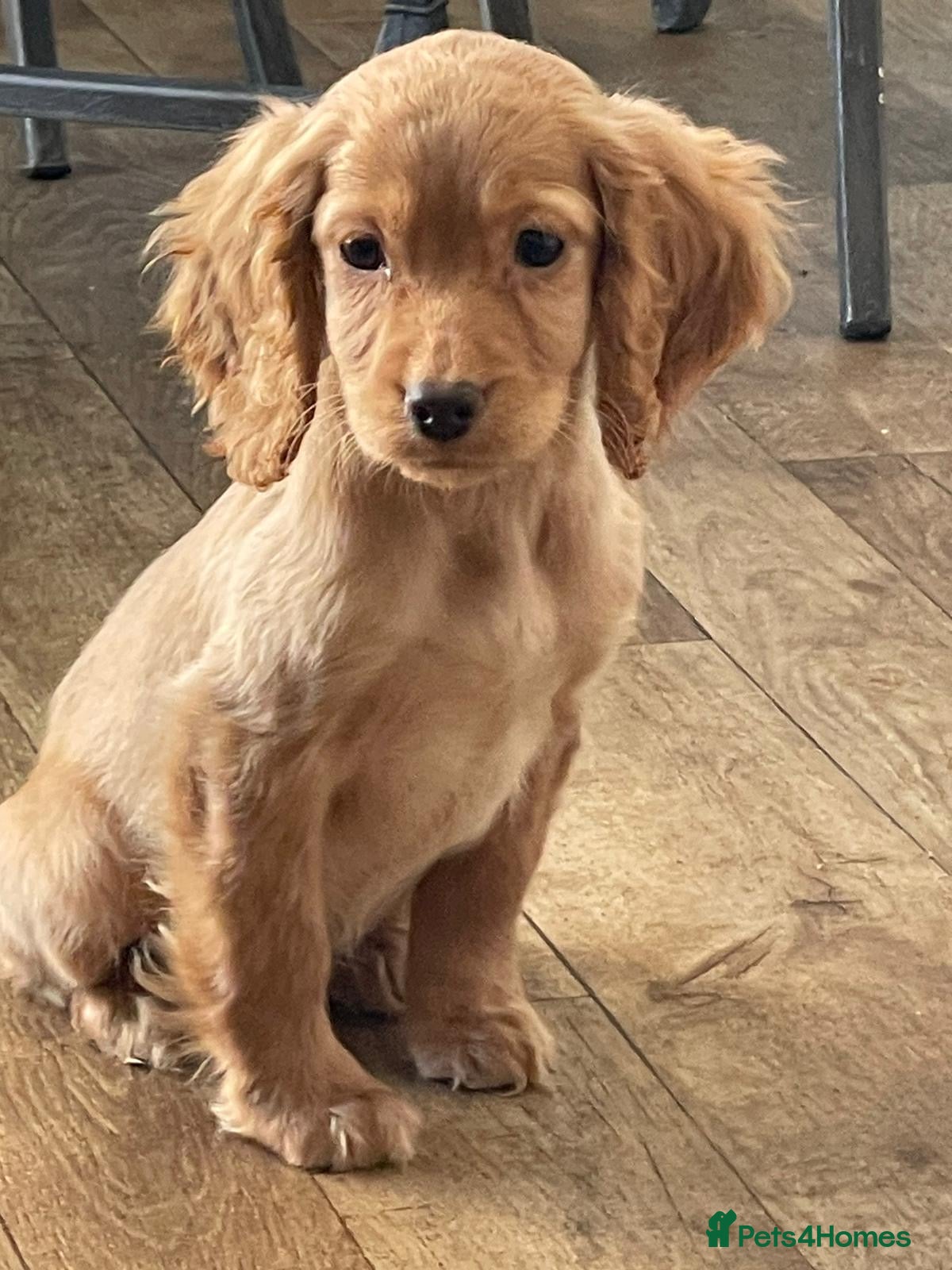 Cocker Spaniel dogs Stunning red cocker spaniel pups - Advert 16