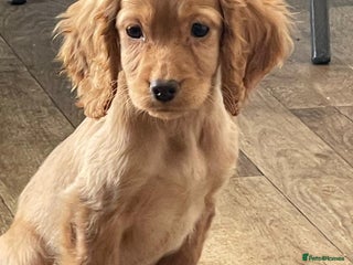 Cocker Spaniel dogs Stunning red cocker spaniel pups - Advert 17