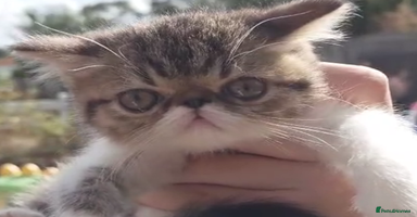 Persian cats - Advert 4