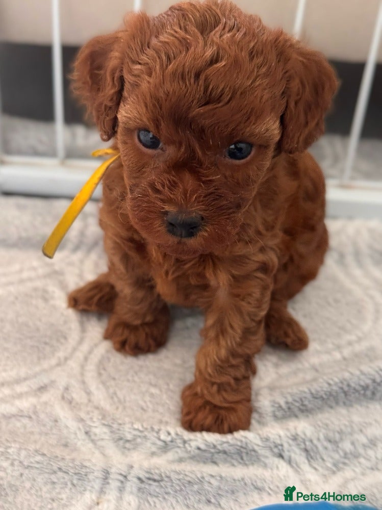 Toy Poodle dogs Quality Asian Toy Poodle Puppies Teddy Bear Faces - Advert 2