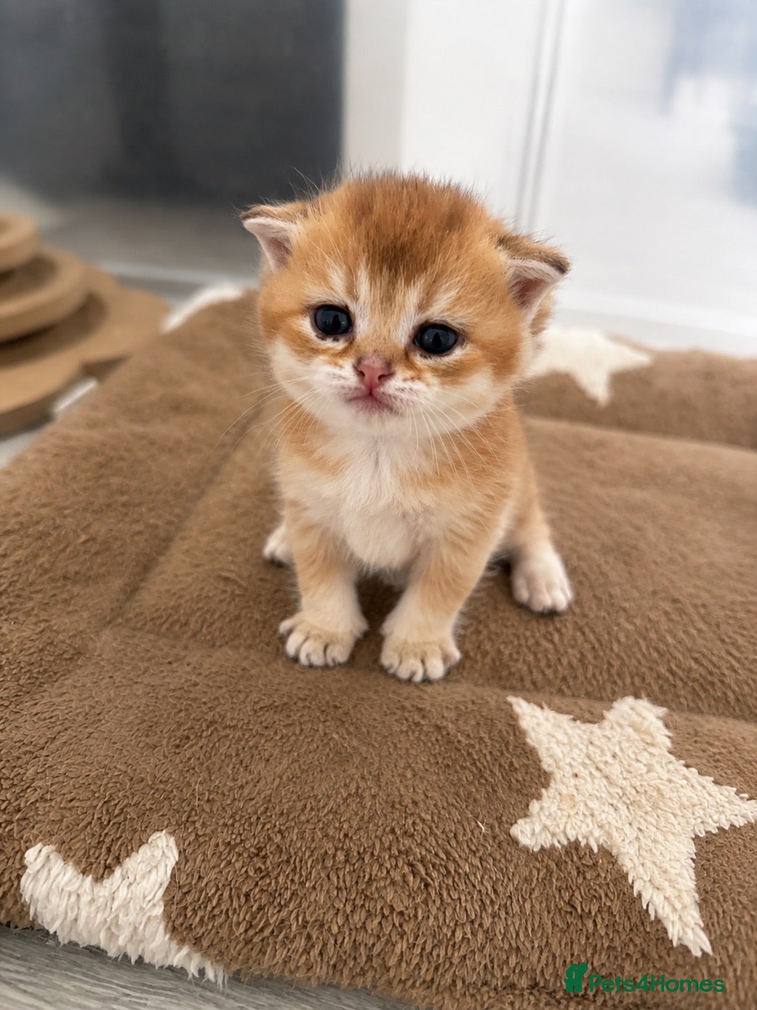 Scottish Fold cats Scottish Kittens Looking for Their Forever Homes  - Advert 2
