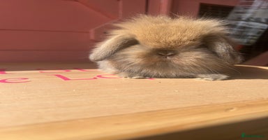 Mini Lop rabbits - Advert 11